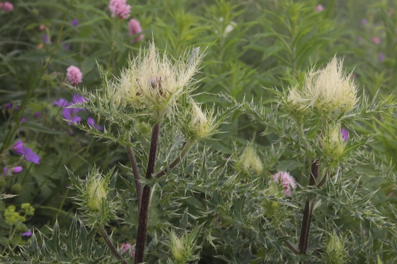 Cirsium obvallatum photo 7