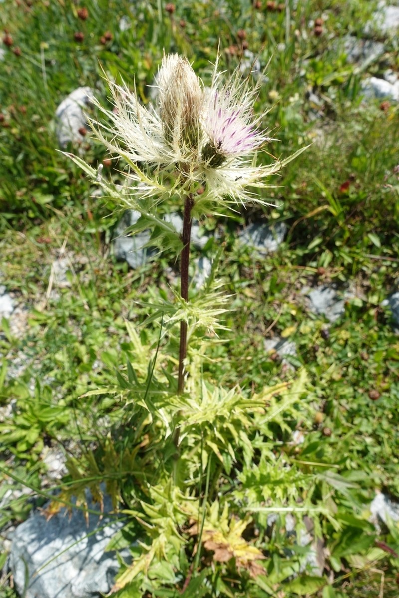 Cirsium obvallatum photo 8