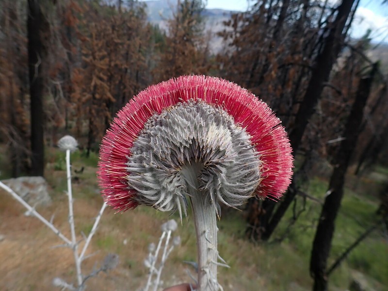 Cobwebby Thistle