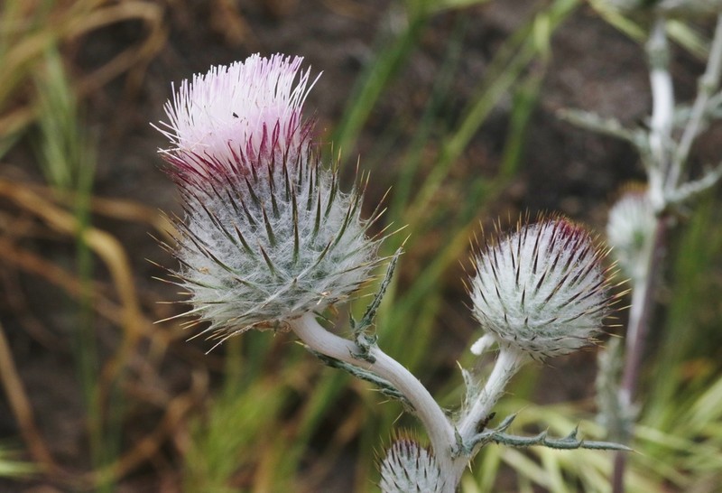 Cobwebby Thistle photo 3