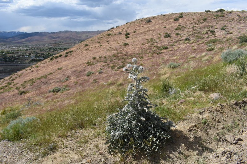 Cobwebby Thistle photo 4