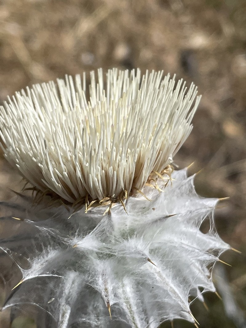 Cobwebby Thistle photo 5