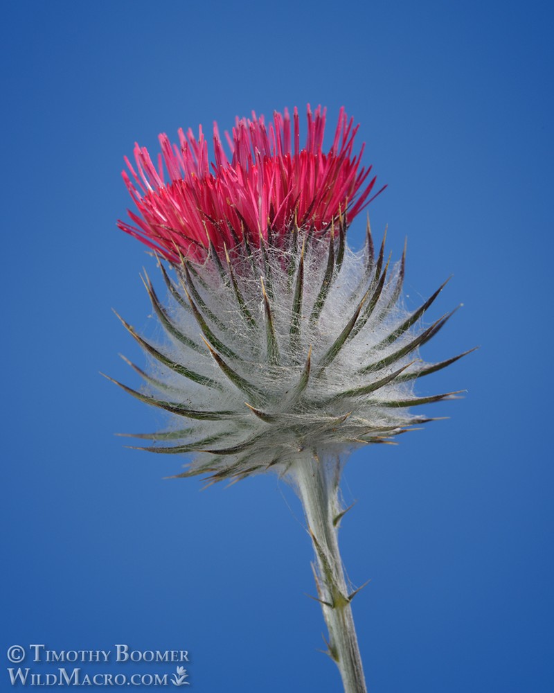 Cobwebby Thistle photo 6