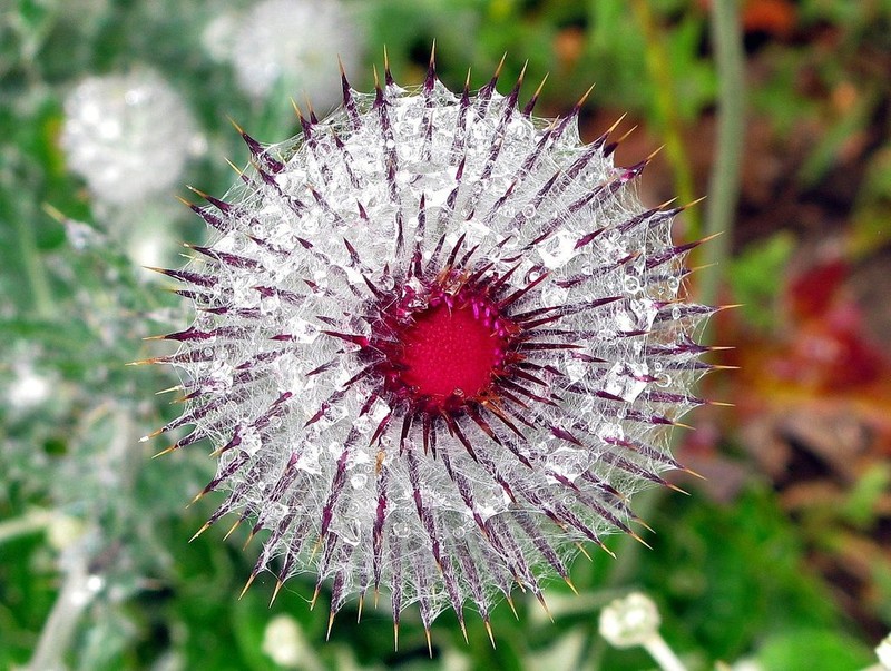 Cobwebby Thistle photo 7