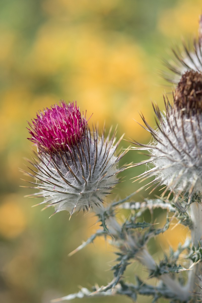 Cobwebby Thistle photo 8