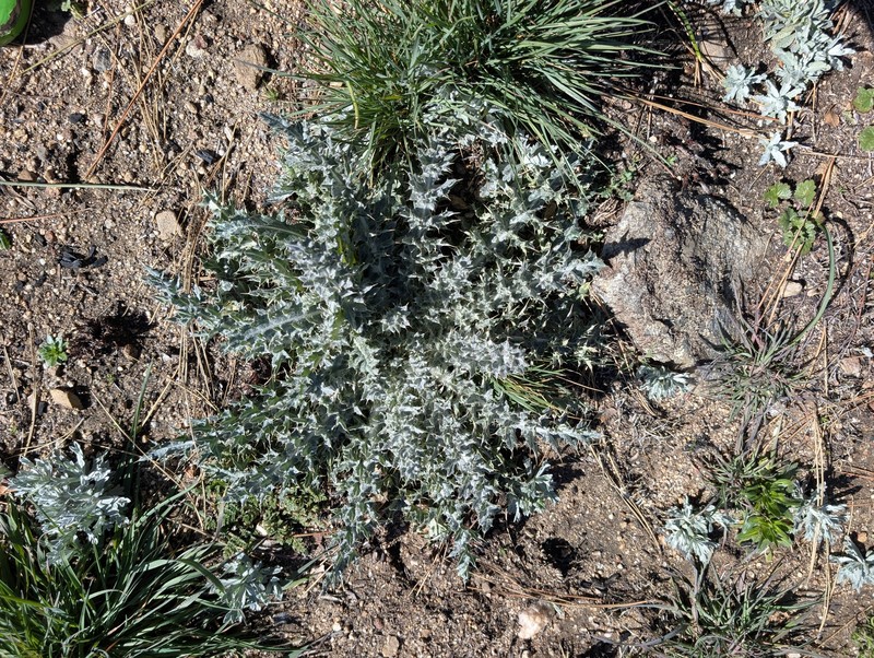 Cirsium occidentale var. californicum