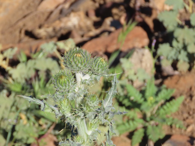 Cirsium occidentale var. californicum photo 2