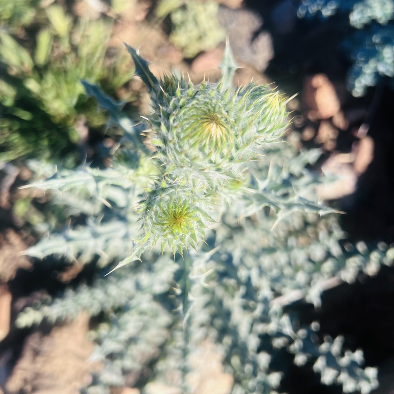Cirsium occidentale var. californicum photo 3