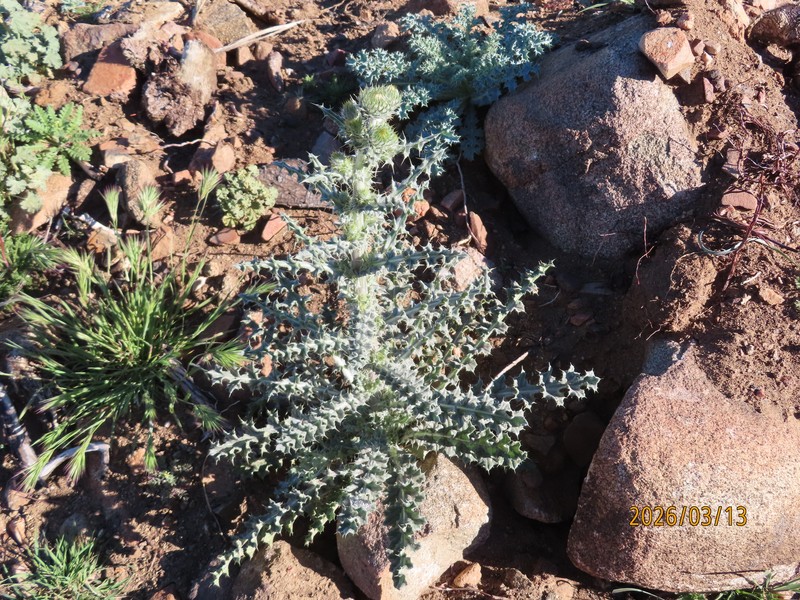 Cirsium occidentale var. californicum photo 4