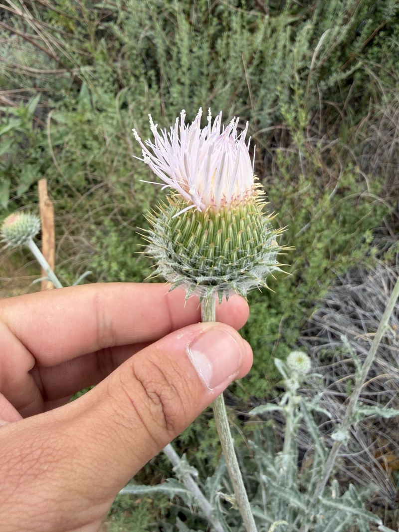Cirsium occidentale var. californicum photo 5
