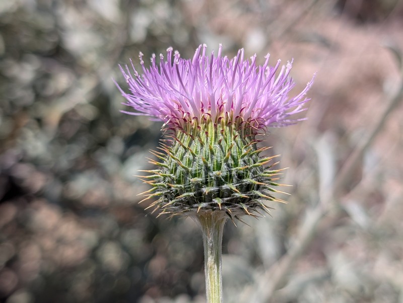 Cirsium occidentale var. californicum photo 6