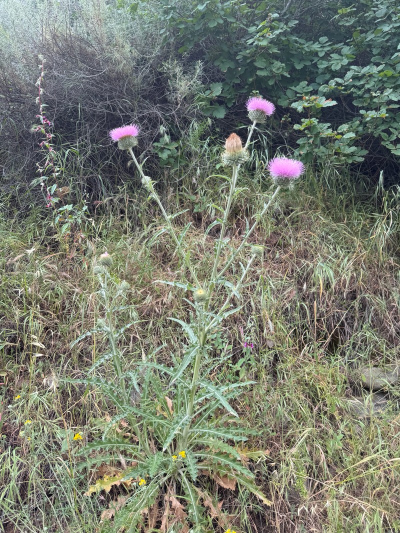 Cirsium occidentale var. californicum photo 7