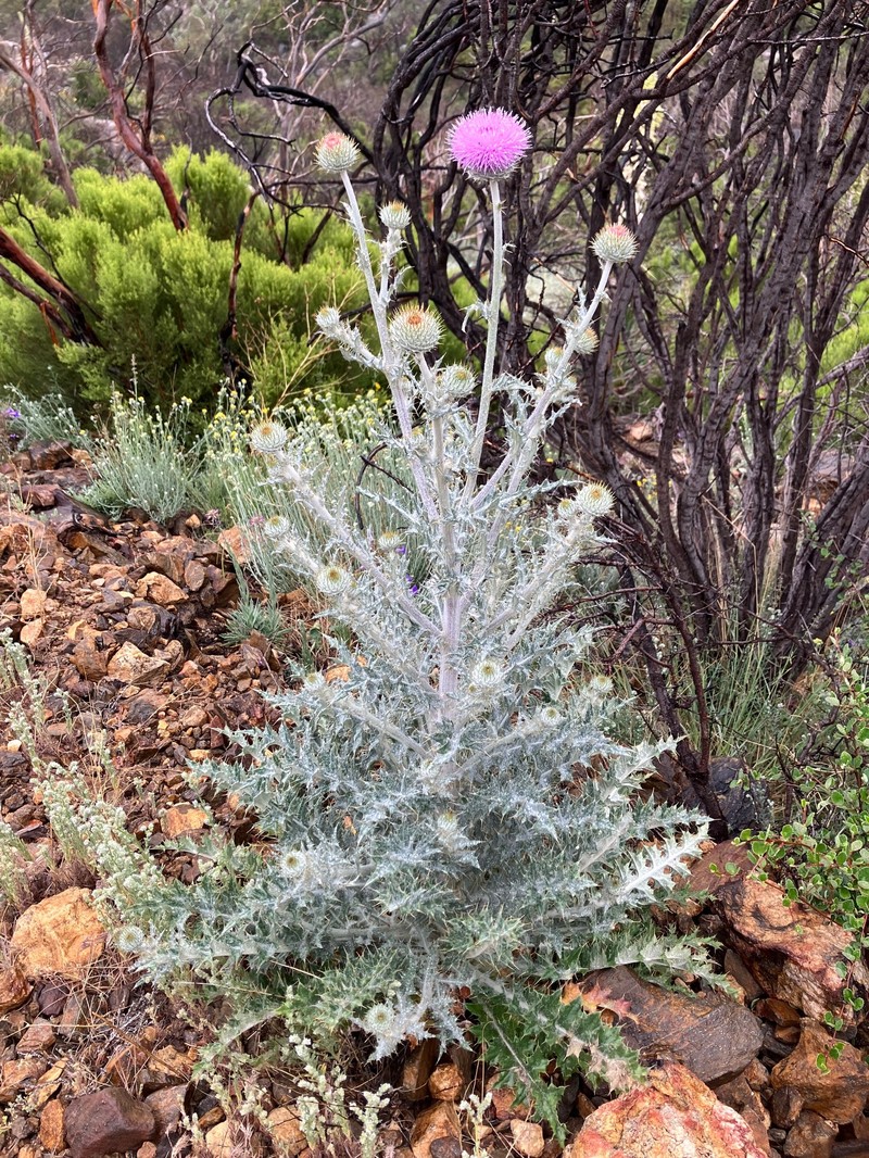 Cirsium occidentale var. californicum photo 8