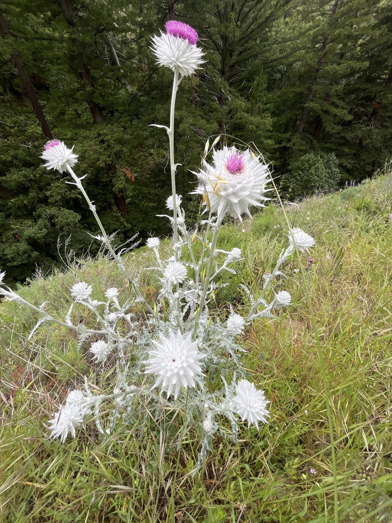 Cirsium occidentale var. candidissimum