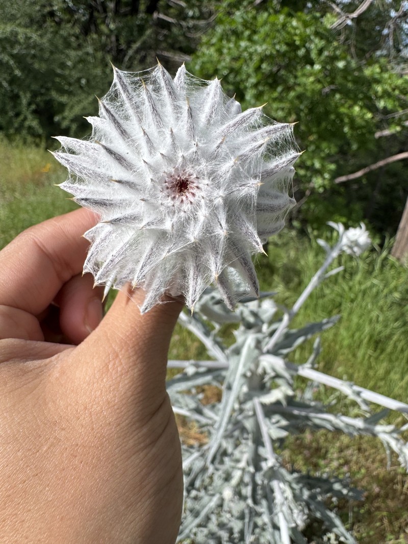 Cirsium occidentale var. candidissimum photo 2