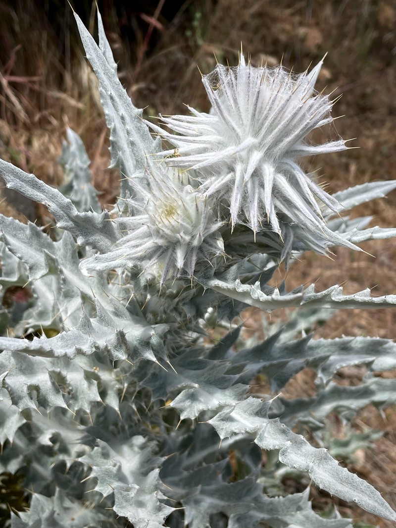 Cirsium occidentale var. candidissimum photo 3