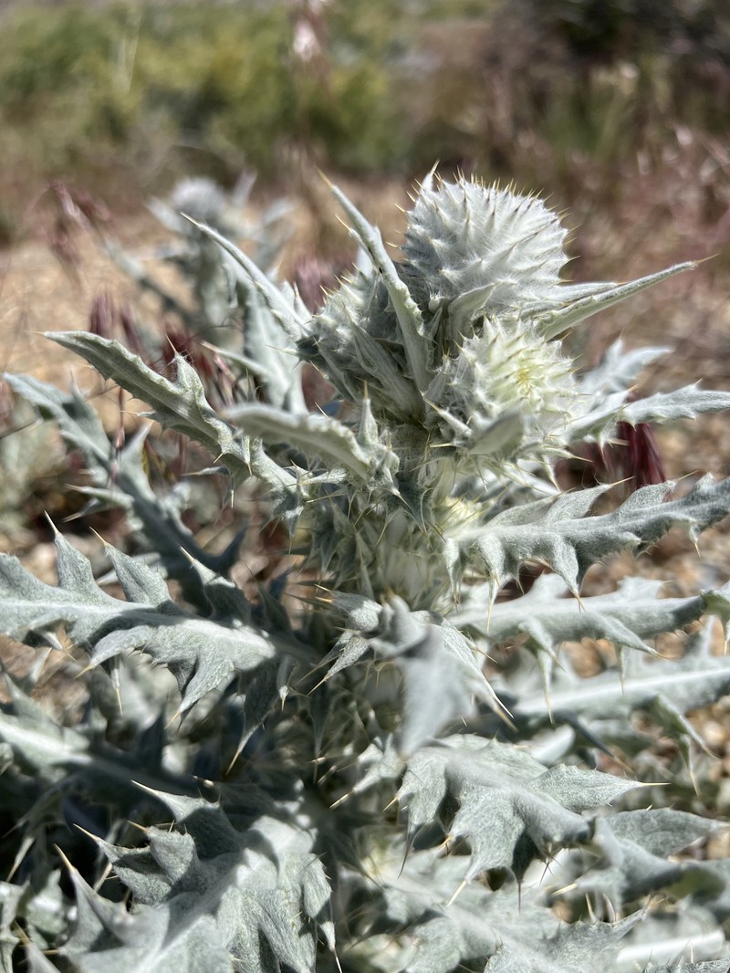 Cirsium occidentale var. candidissimum photo 4
