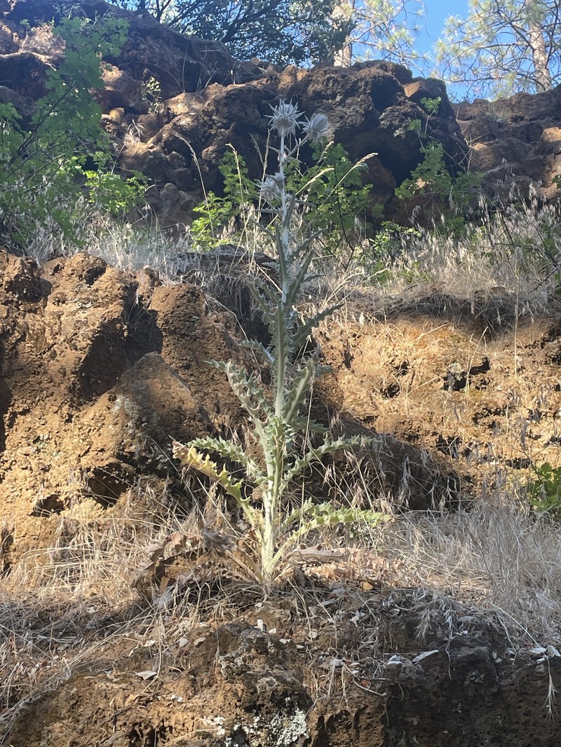 Cirsium occidentale var. candidissimum photo 5