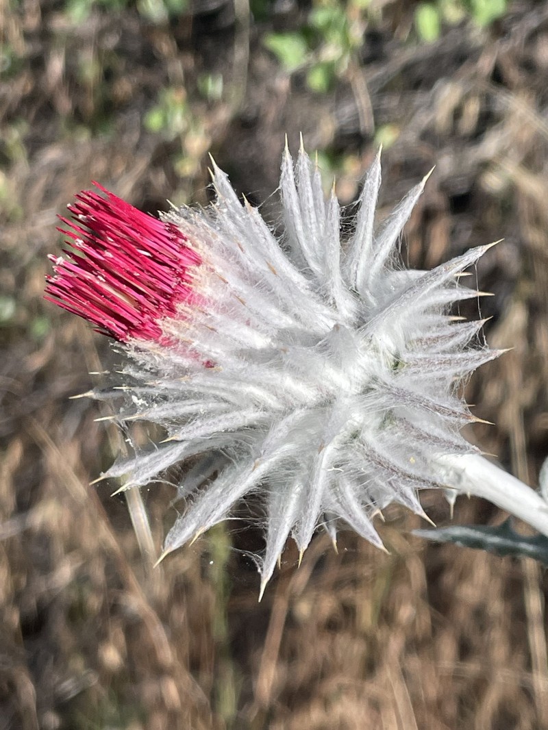 Cirsium occidentale var. candidissimum photo 6