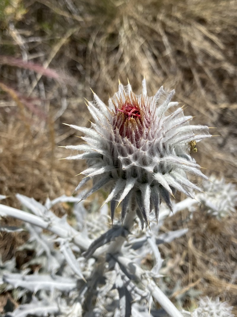 Cirsium occidentale var. candidissimum photo 7