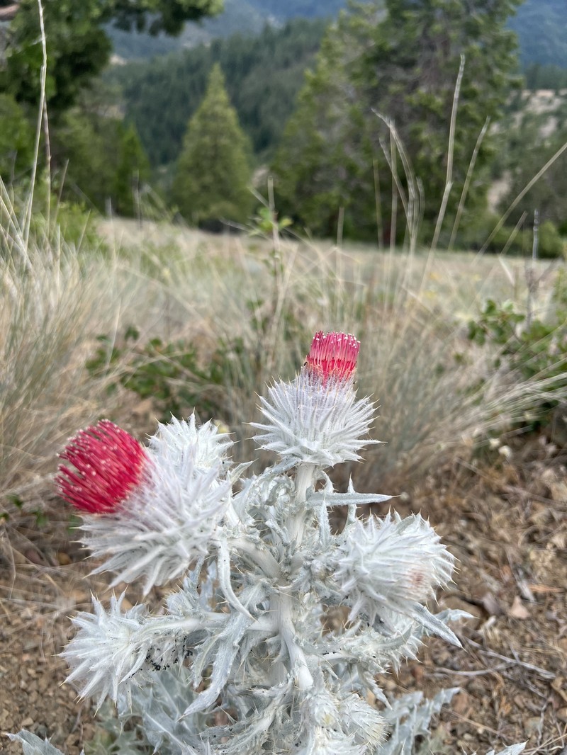 Cirsium occidentale var. candidissimum photo 8