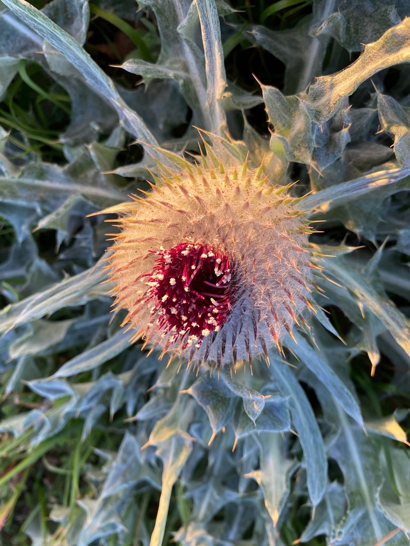 Cirsium occidentale var. compactum