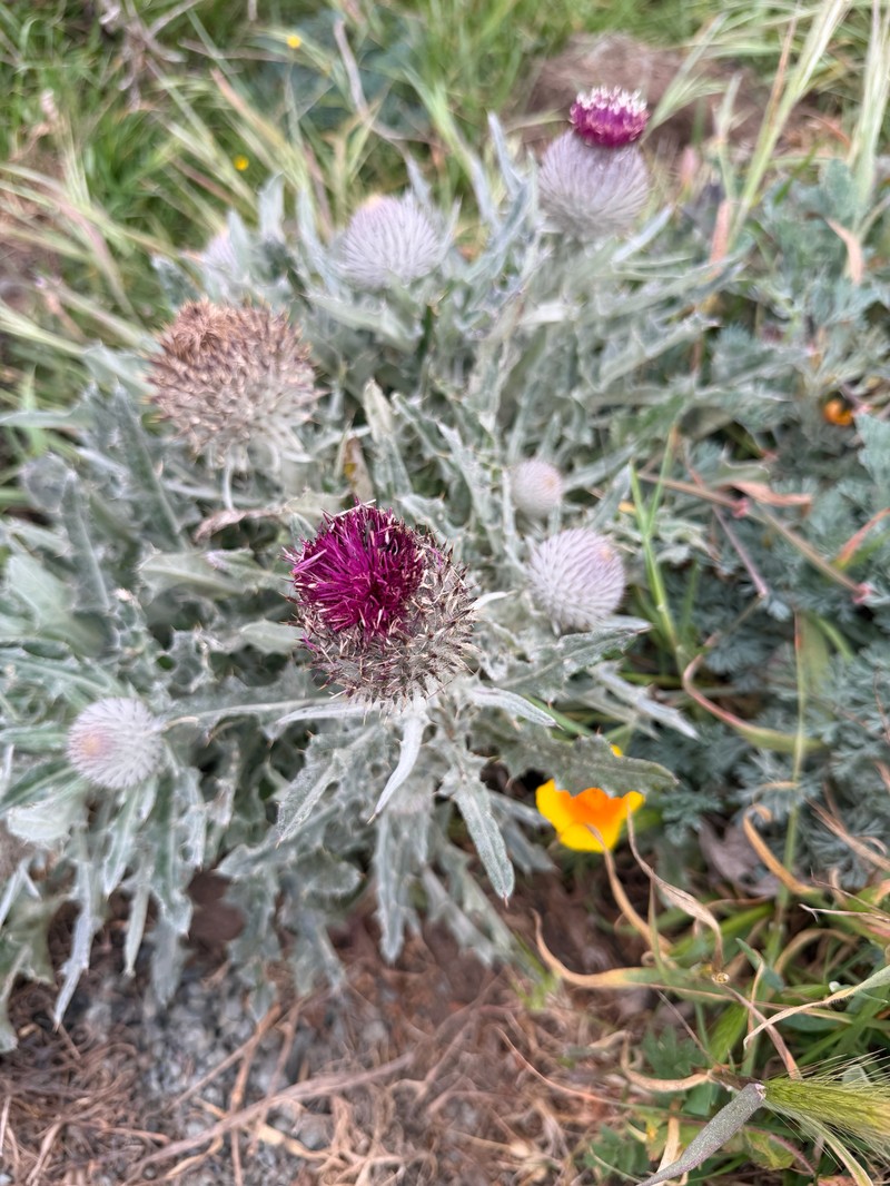 Cirsium occidentale var. compactum photo 2