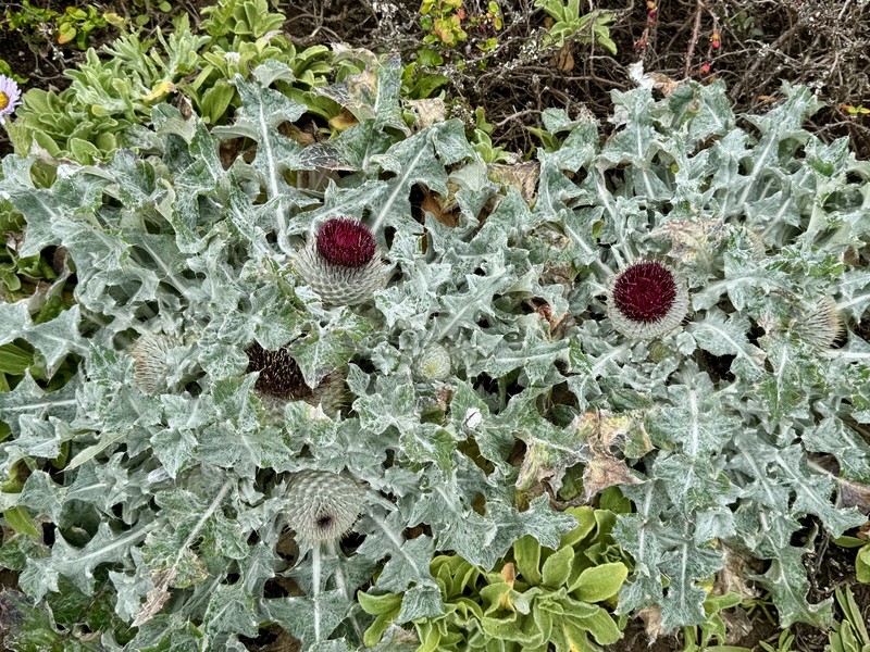 Cirsium occidentale var. compactum photo 3