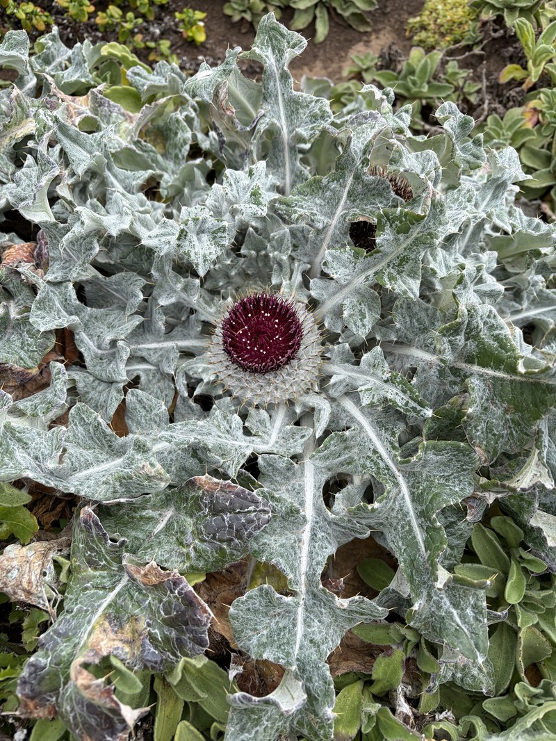 Cirsium occidentale var. compactum photo 4