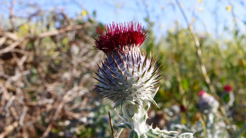 Cirsium occidentale var. compactum photo 5