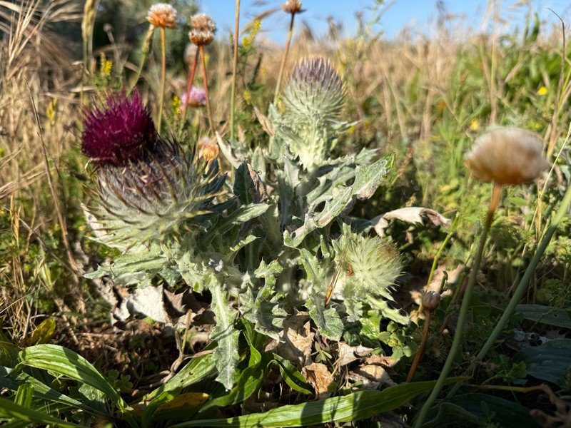 Cirsium occidentale var. compactum photo 6