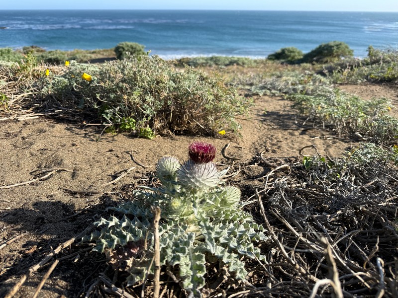 Cirsium occidentale var. compactum photo 7
