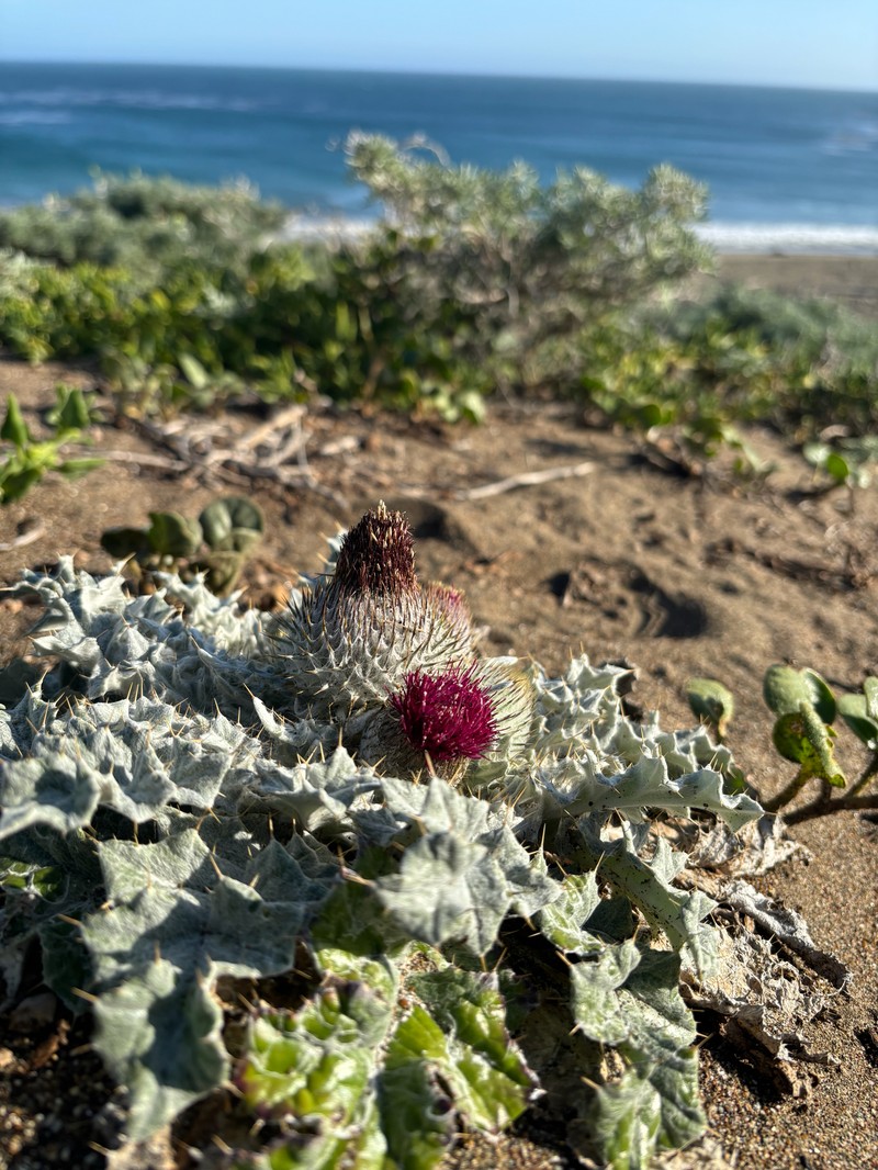 Cirsium occidentale var. compactum photo 8
