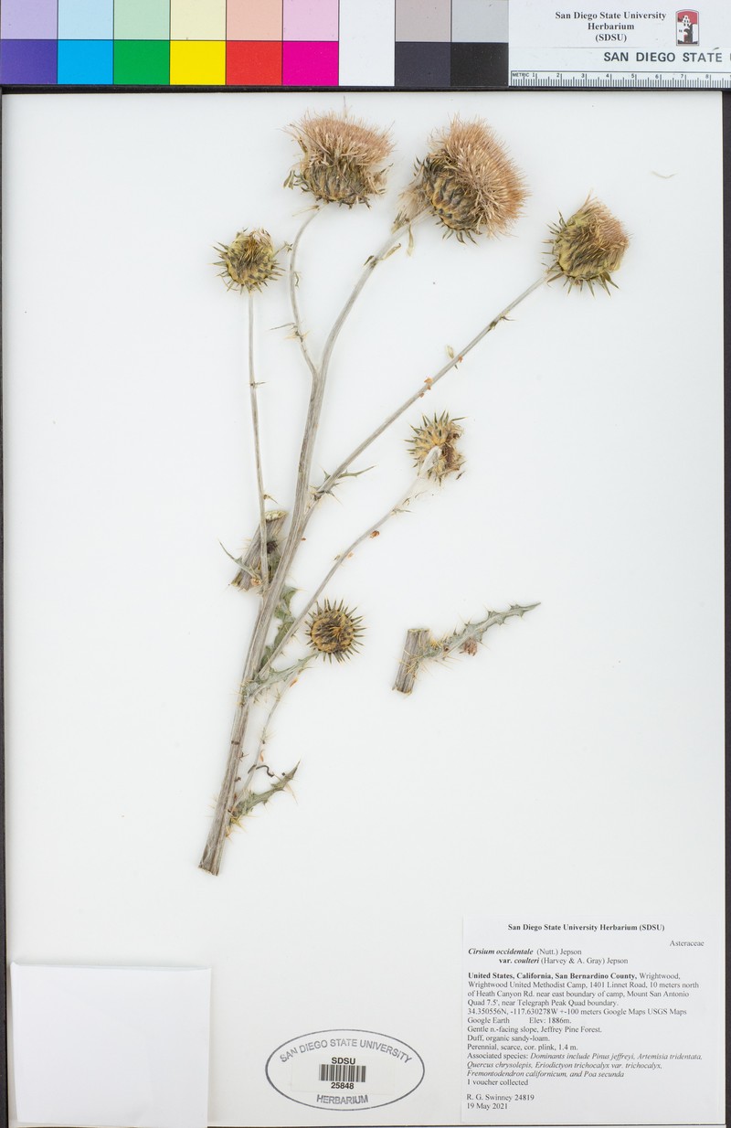 Cirsium occidentale var. coulteri photo 2