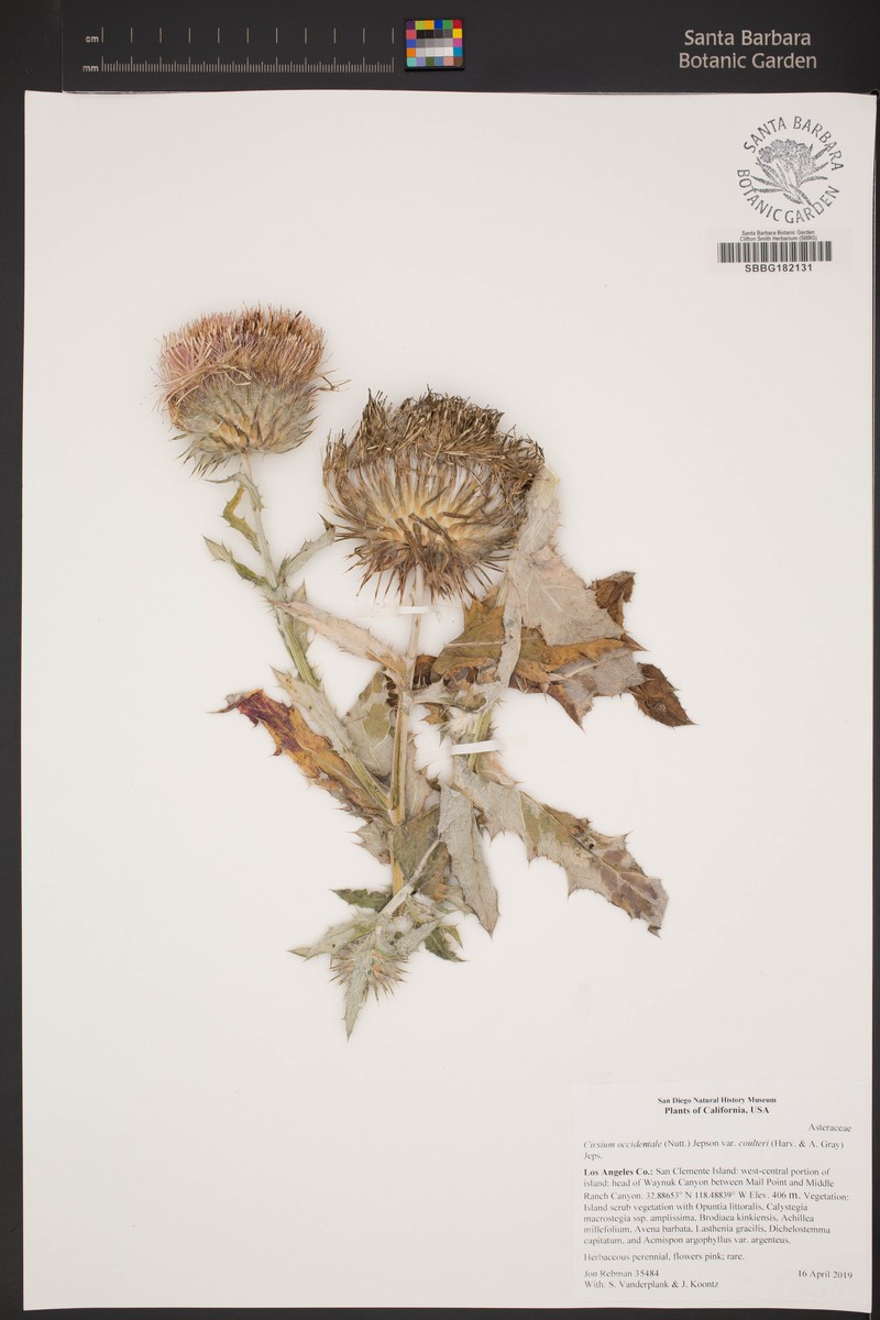 Cirsium occidentale var. coulteri photo 3