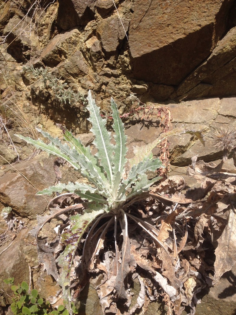 Cirsium occidentale var. coulteri