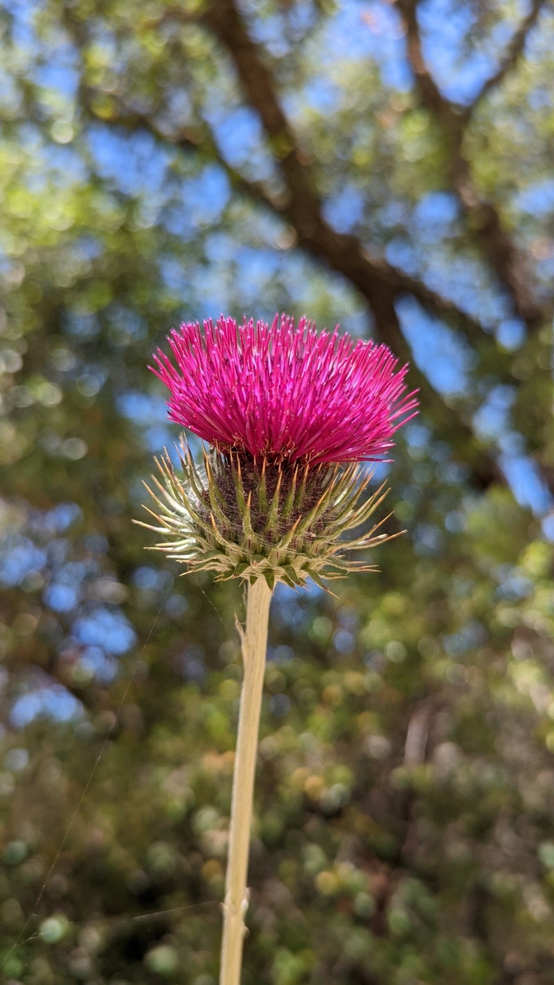 Cirsium occidentale var. lucianum
