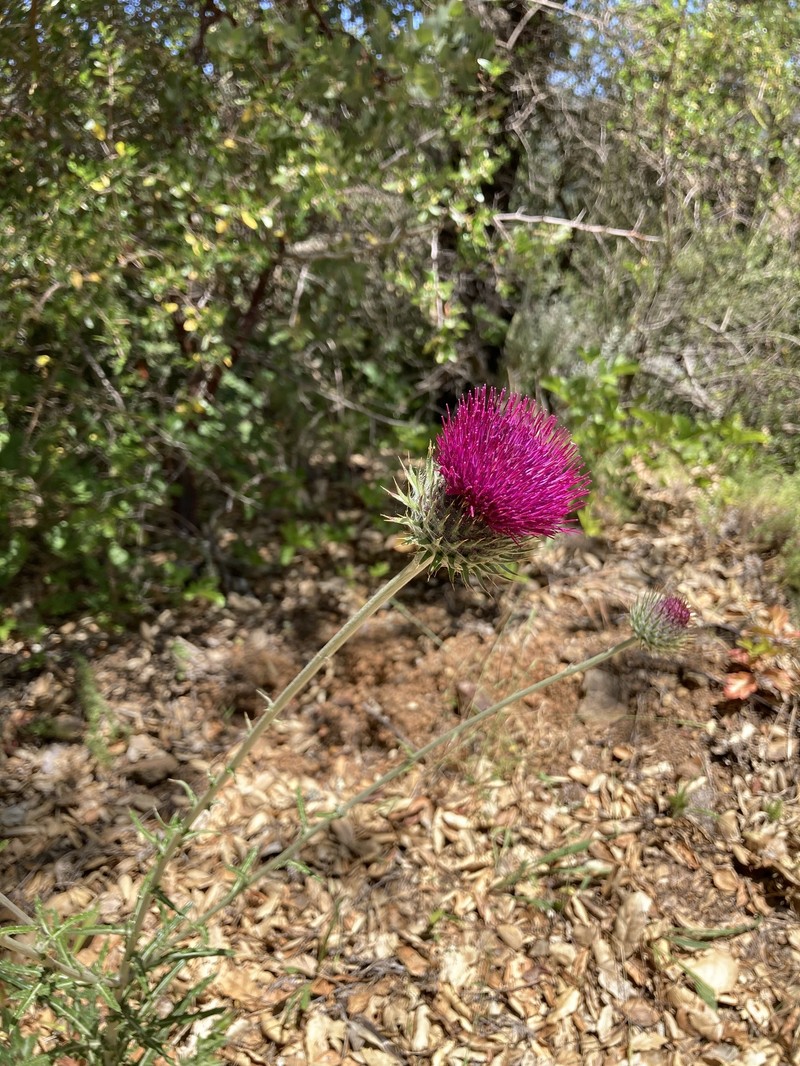 Cirsium occidentale var. lucianum photo 2