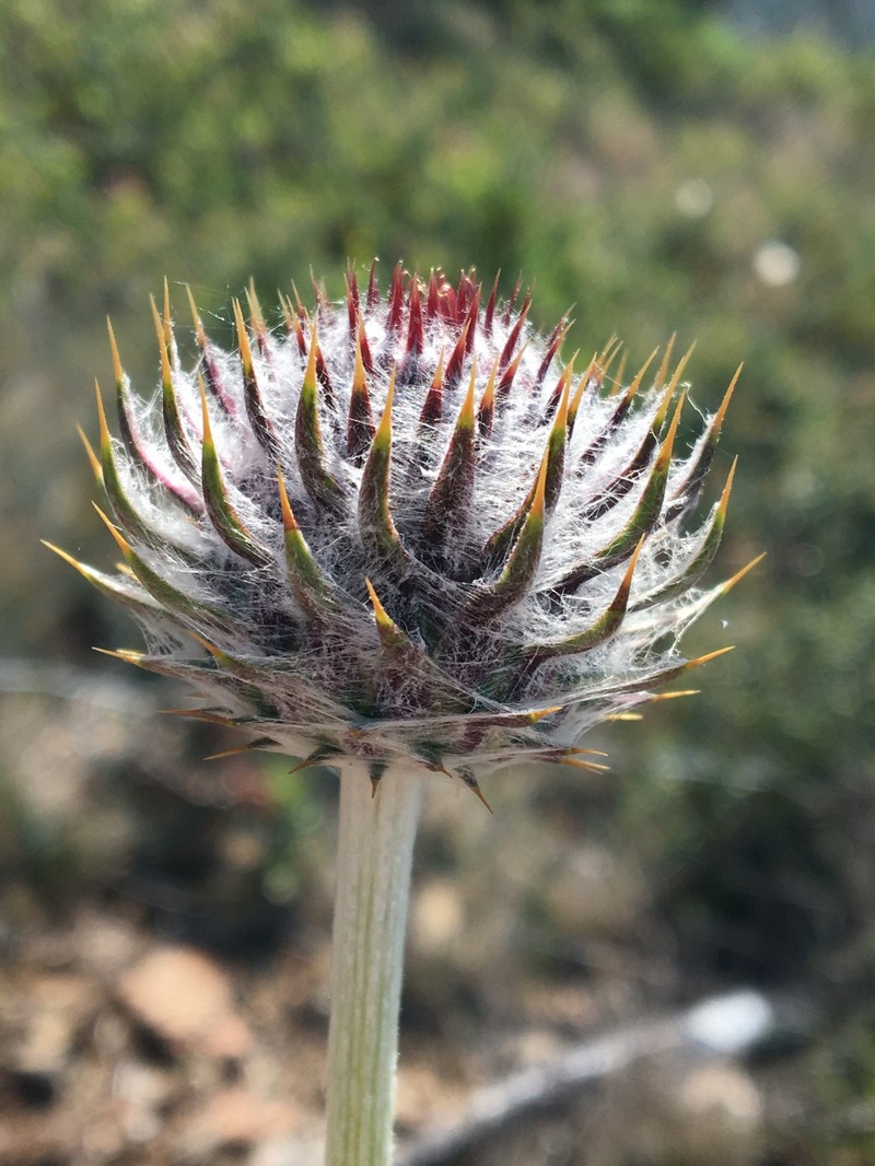Cirsium occidentale var. lucianum photo 3