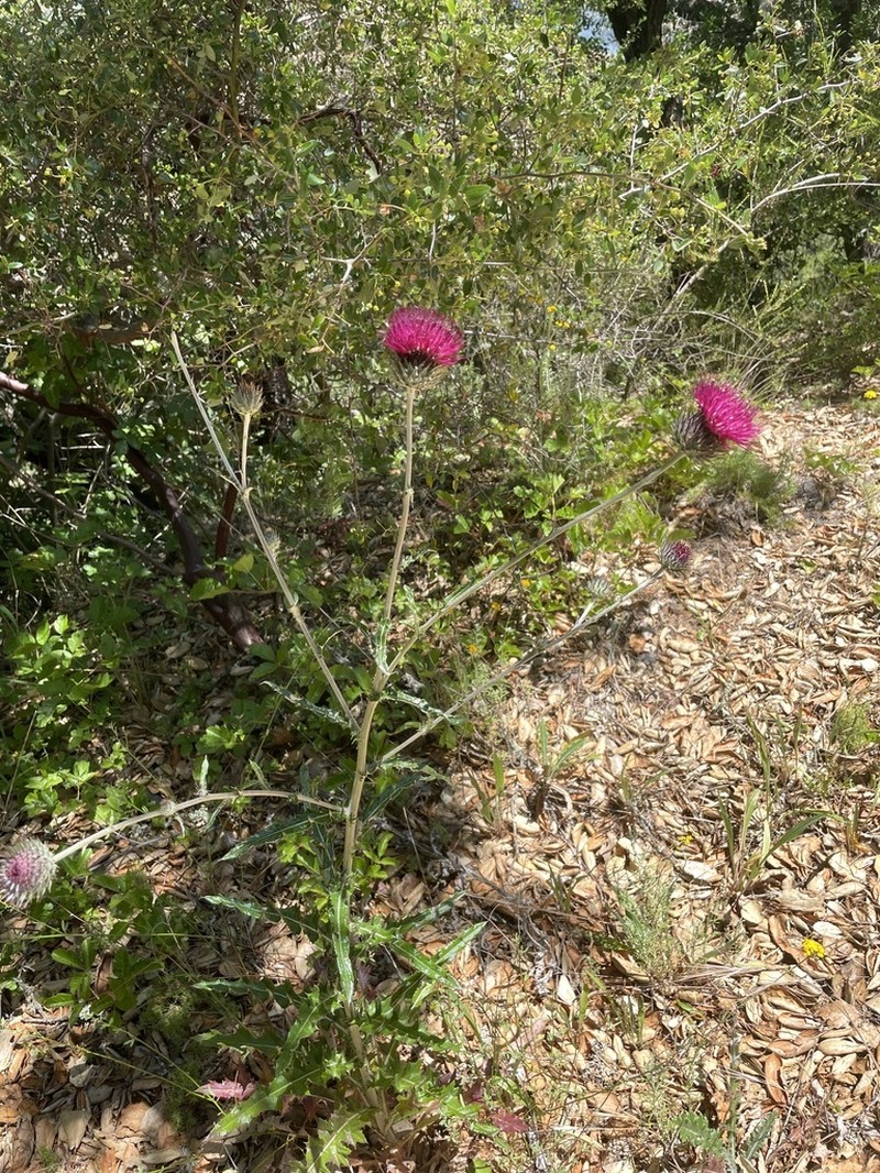 Cirsium occidentale var. lucianum photo 4