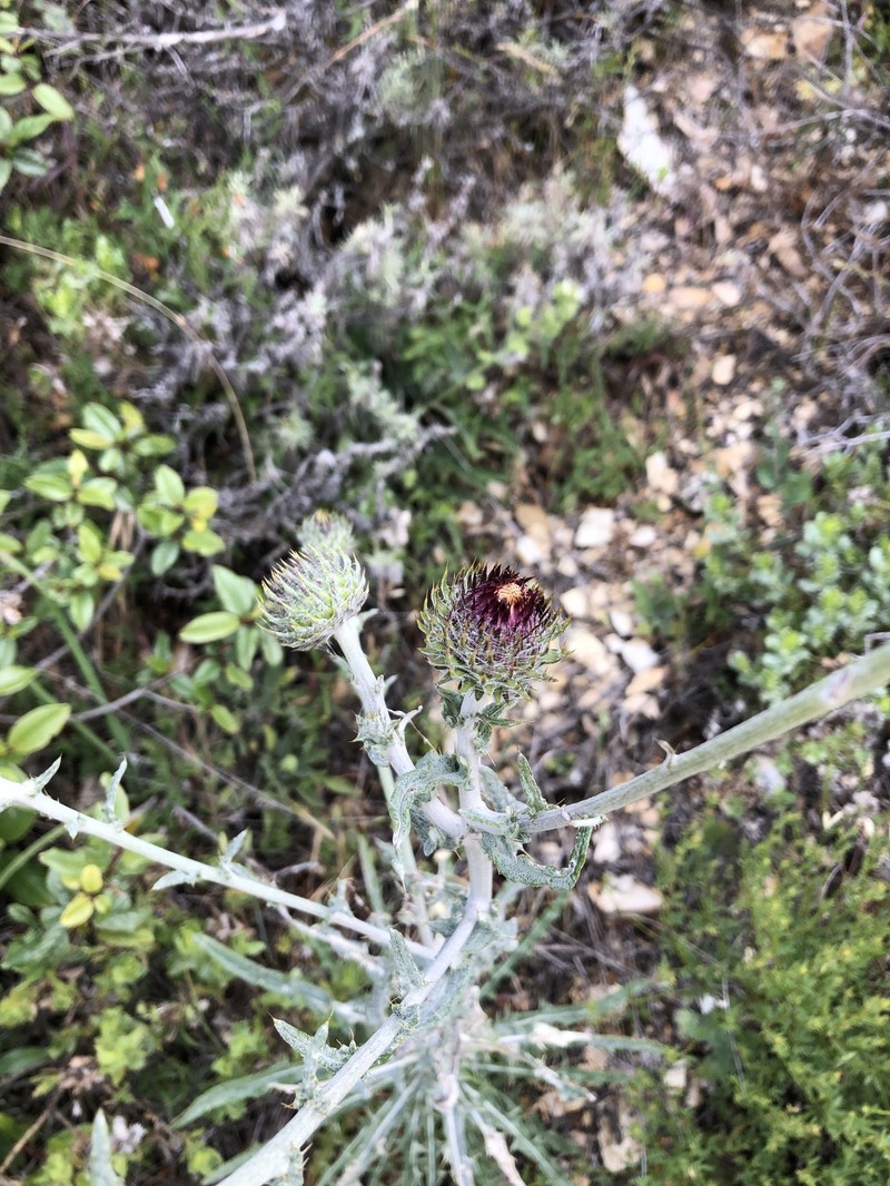Cirsium occidentale var. lucianum photo 5
