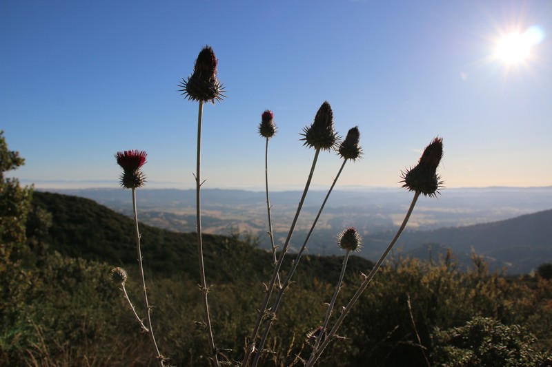 Cirsium occidentale var. lucianum photo 6