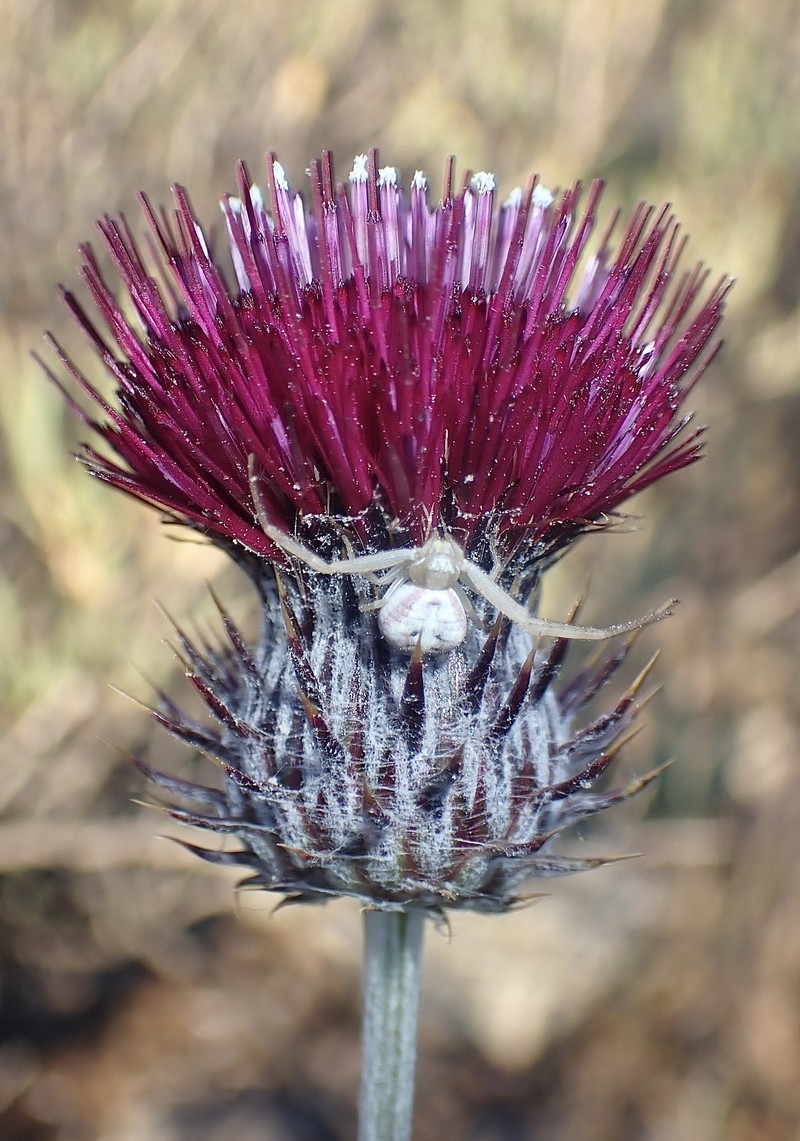 Cirsium occidentale var. lucianum photo 7