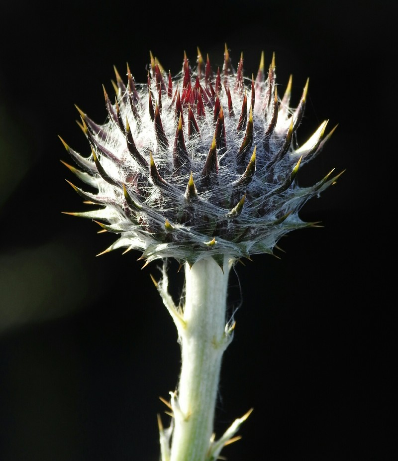 Cirsium occidentale var. lucianum photo 8