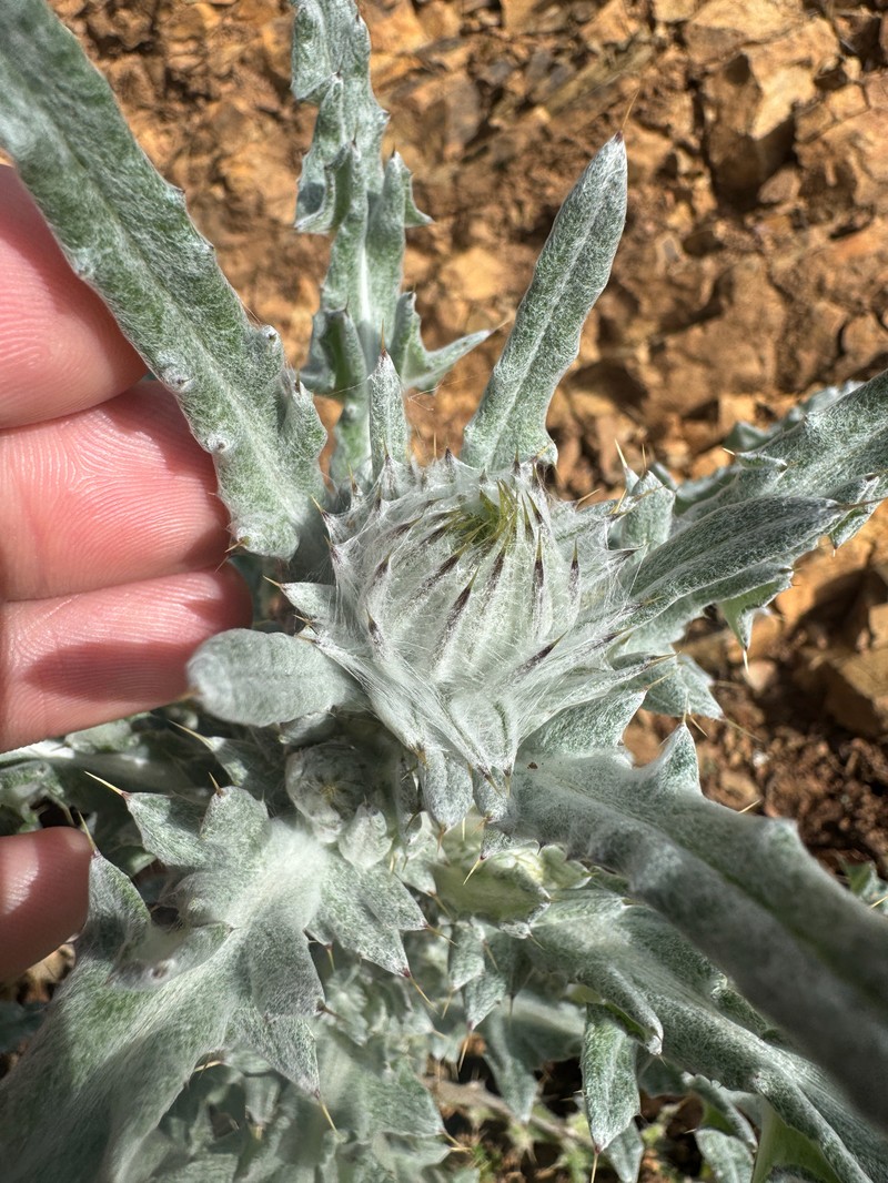 Cirsium occidentale var. occidentale