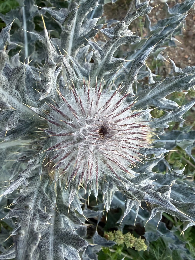 Cirsium occidentale var. occidentale photo 2