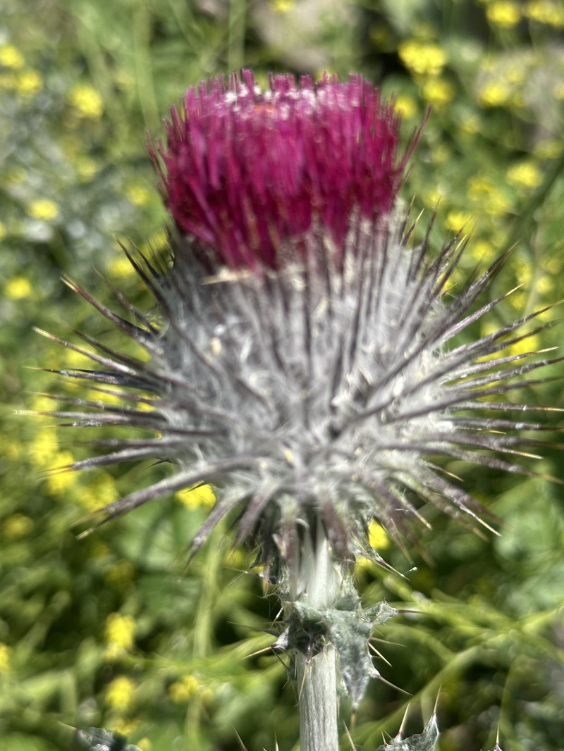 Cirsium occidentale var. occidentale photo 3