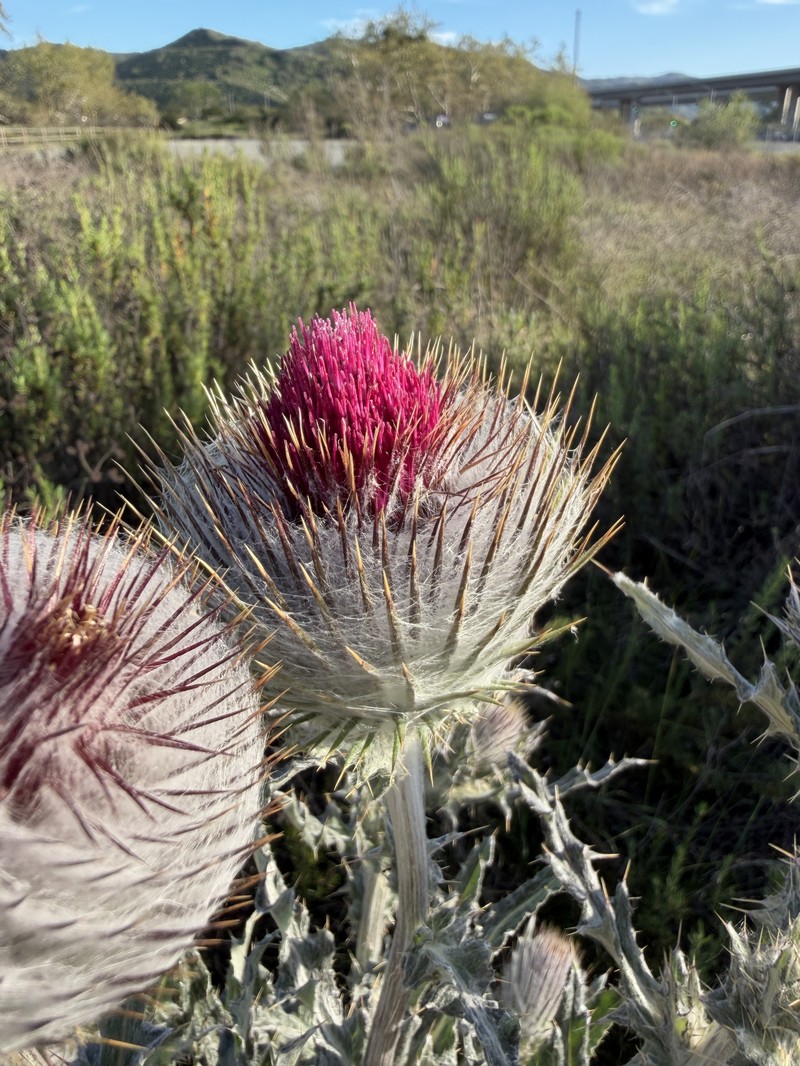 Cirsium occidentale var. occidentale photo 4
