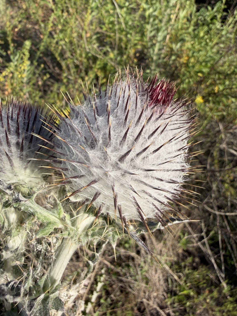 Cirsium occidentale var. occidentale photo 5
