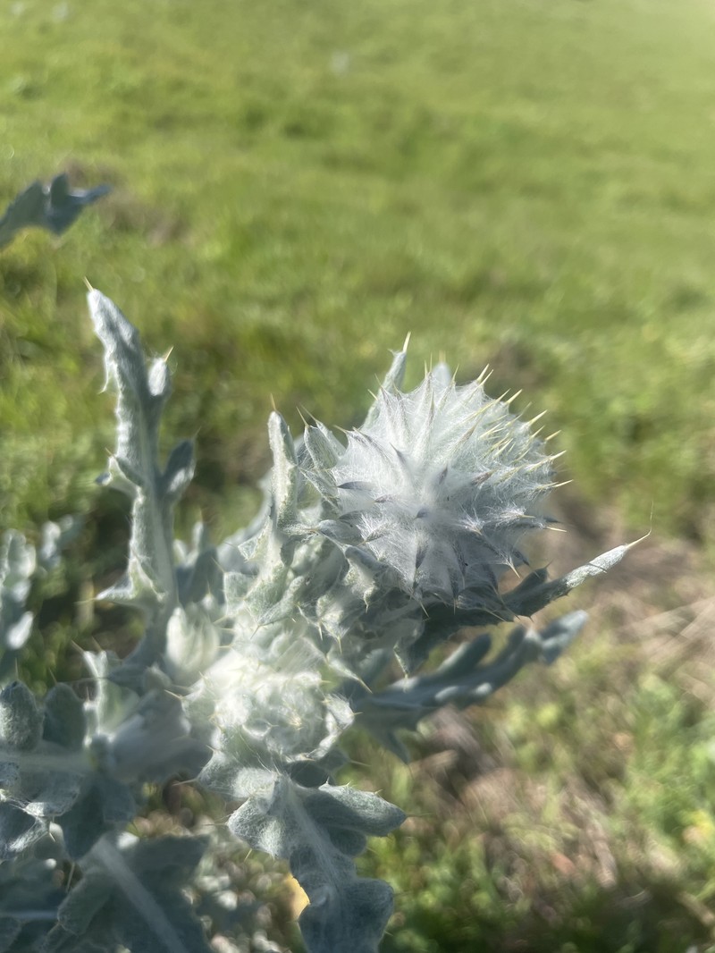 Cirsium occidentale var. occidentale photo 6